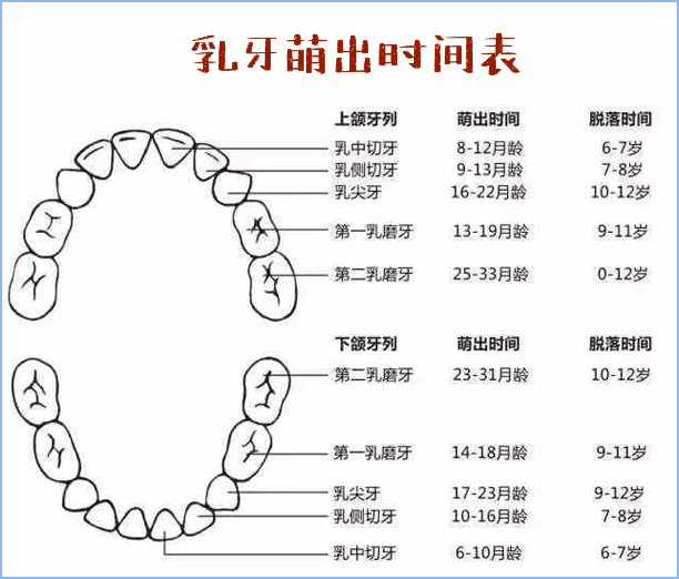 牙齿分为乳牙和恒牙两种,乳牙一共20颗,恒牙28