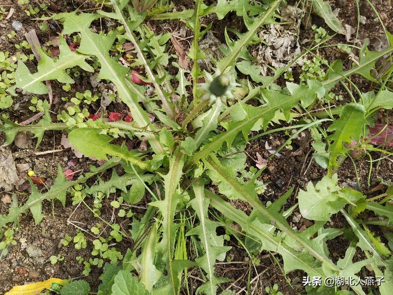 蒲公英图片大全蒲公英图片大全你见过吗