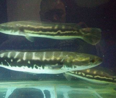 铅笔鱼(凶猛的铅笔鱼)