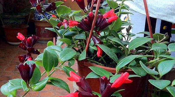 植株枝梢顶端的枝叶剪掉,促进口红花生长侧枝,并且在口红花花期结束后