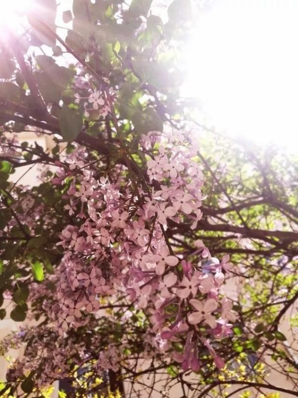 神仙颜值！惊艳众人！陕西高校“最美校花”高清大图曝光