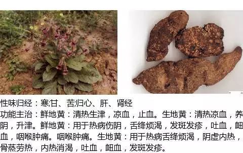 300个中草药图谱（附主治功效），知道一半就太牛了（上）