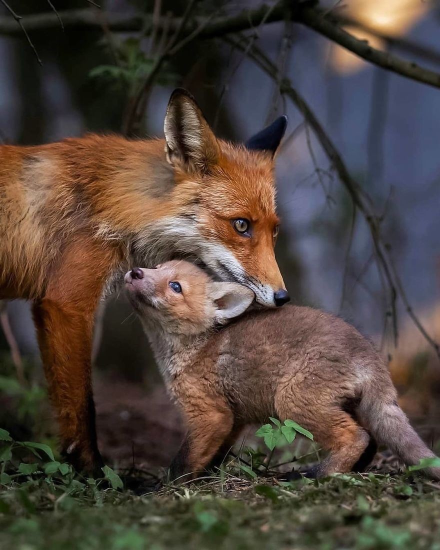 一位芬兰摄影师为小动物拍下了可爱的照片，会融化你的心