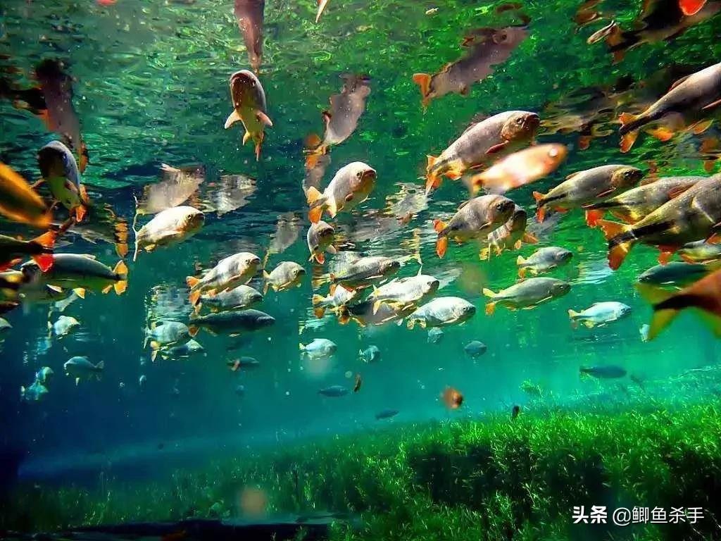 亚马逊河中的顶级掠食者：食人鱼避之不及的水中杀手