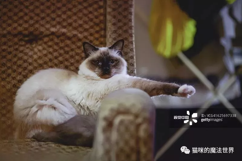 猫咪品种大盘点7:伯曼猫