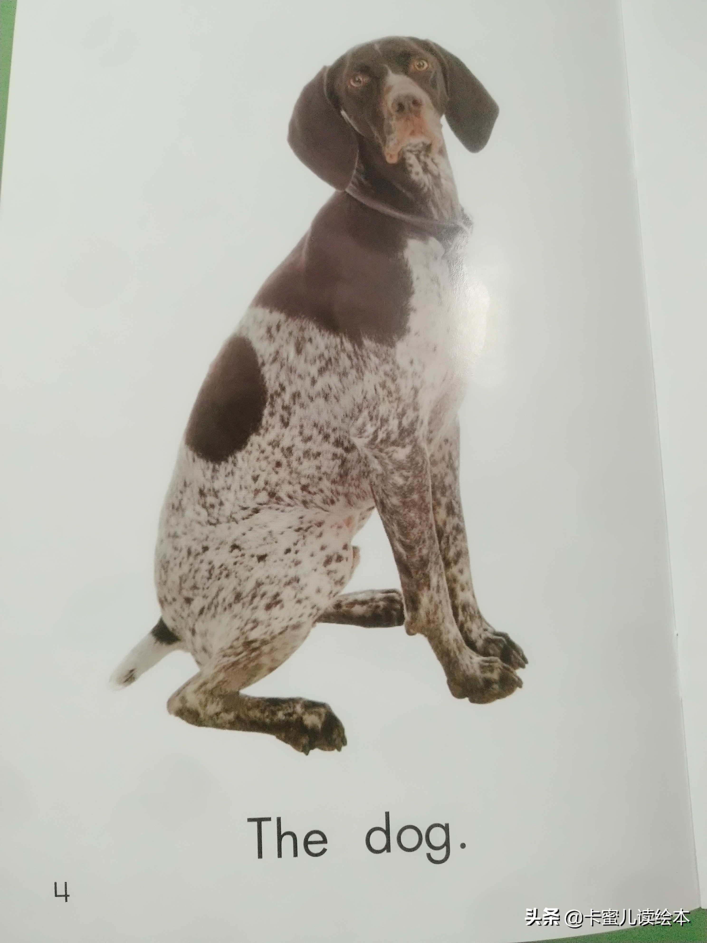英文有声绘本故事《Pets》宠物
