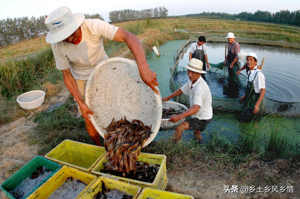 泥鳅的养殖方法，泥鳅养殖技术基地