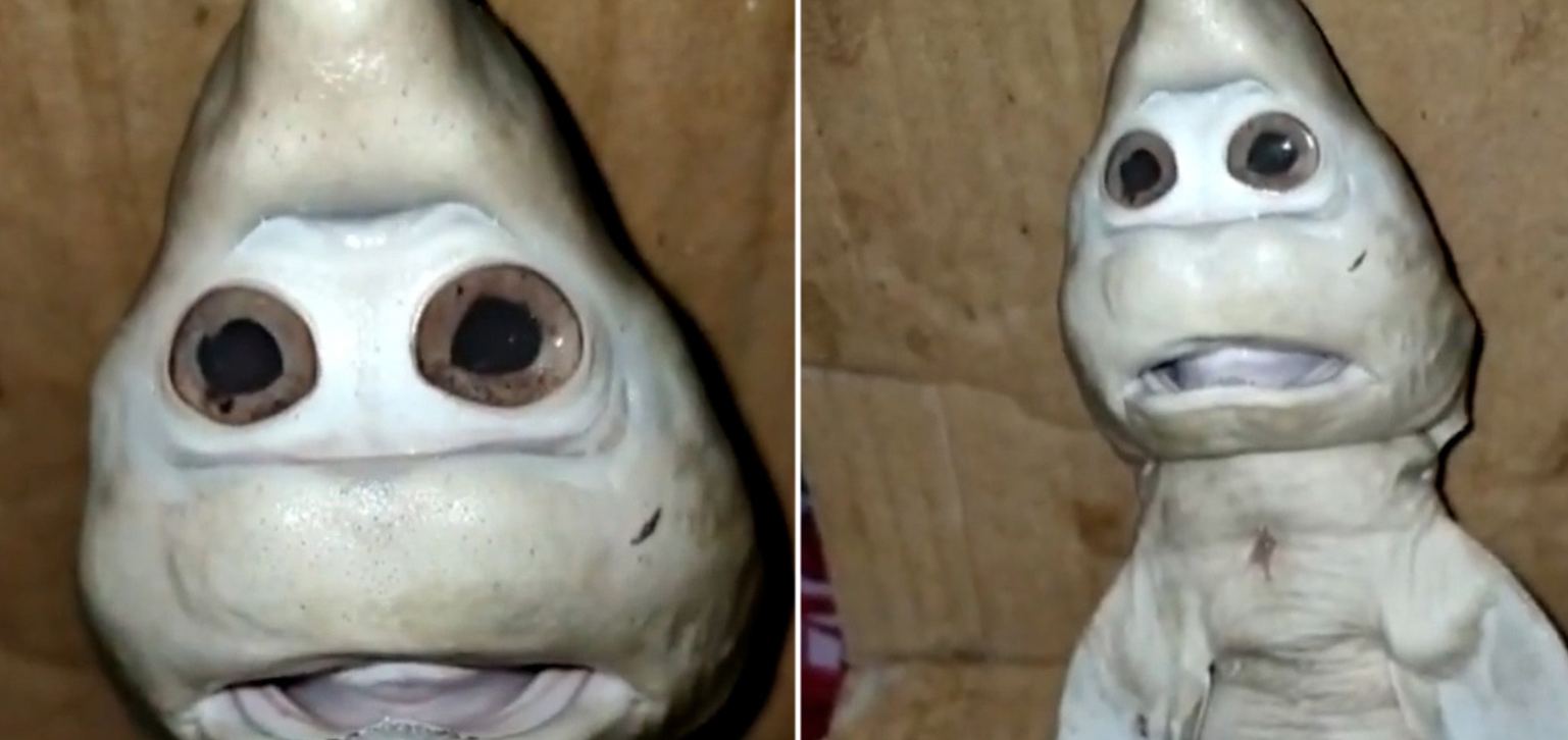 火鲛鲨鱼图片(67印尼捕获一条) - 赤虎壹号