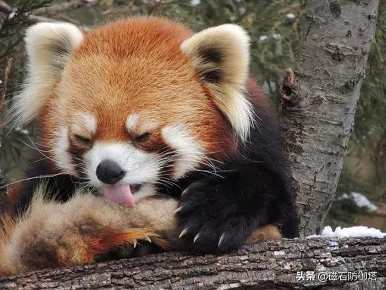 小熊猫：我不是大熊猫的宝宝，也不是干脆面，我是独一无二的