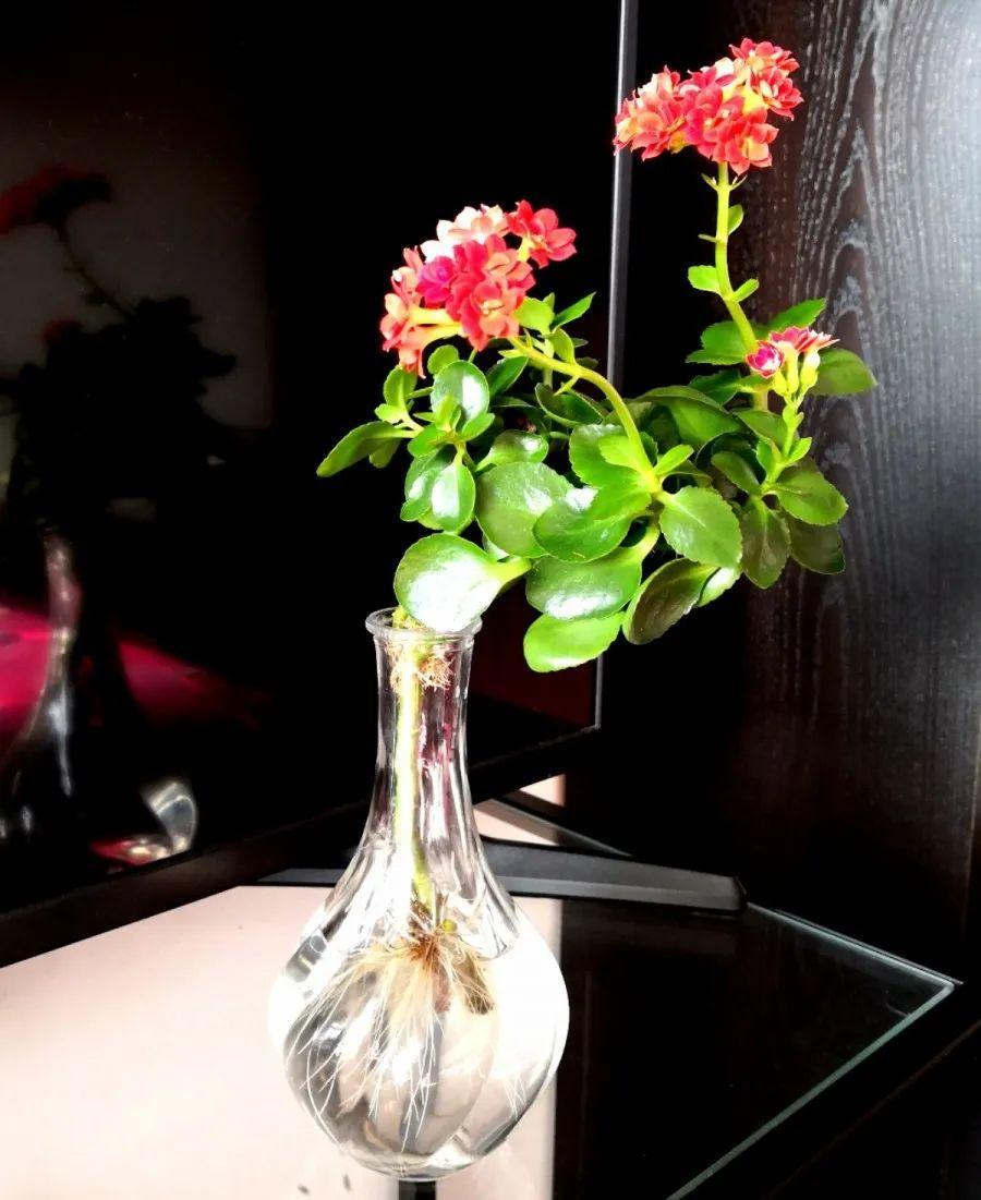 15种花很耐养,掰个叉做水培,发芽开花都可以!