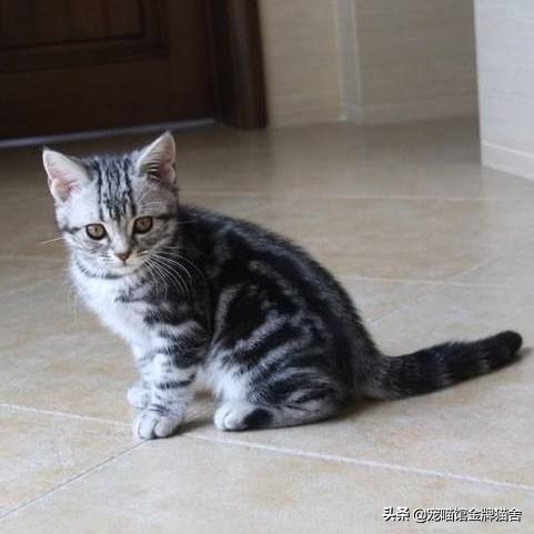 建议十二星座养的猫！有些可能听都没听过