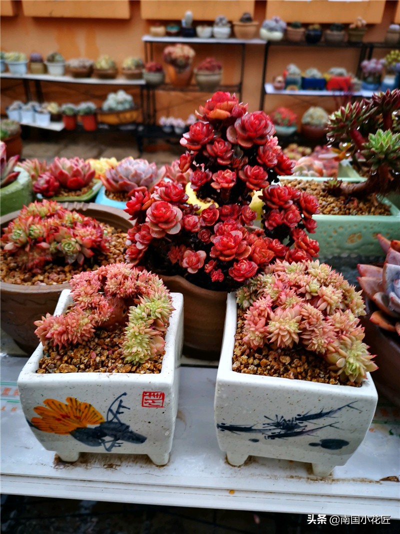 多肉盖层雪,“冻一冻”,颜值到巅峰,先满足3个“前提”!