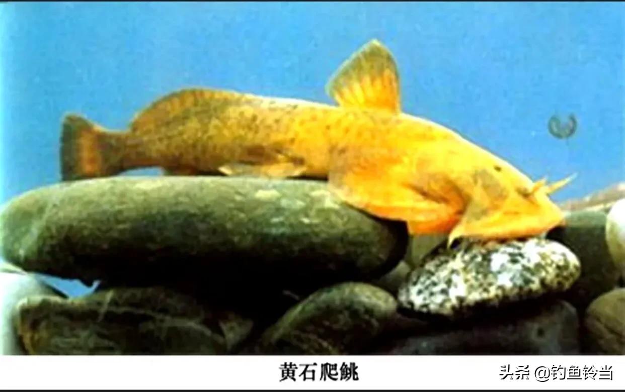 石爬子鱼，虽躲进湍流里生长，依然躲不过1000元一斤走上餐桌