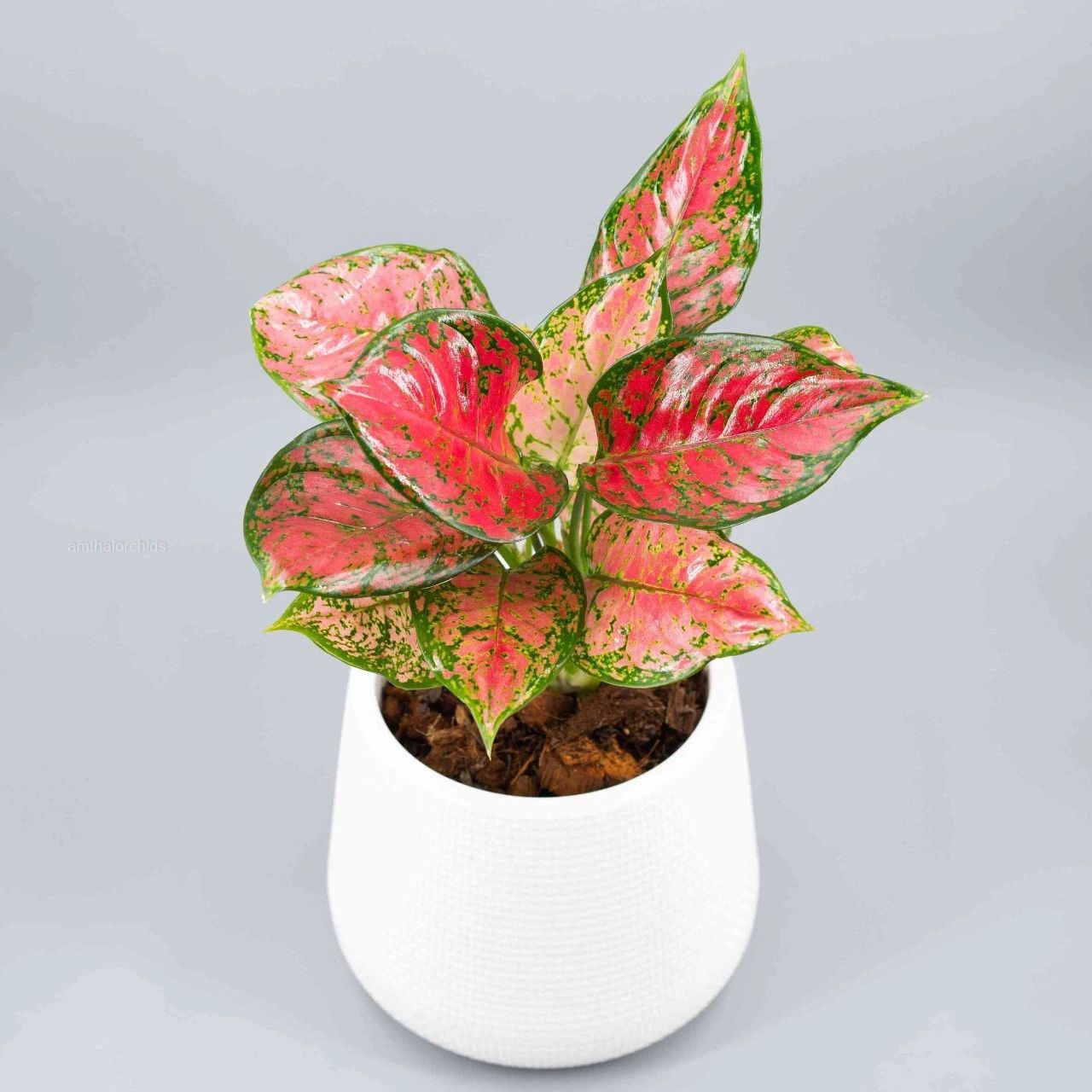 10种叶色斑斓的观叶植物集合,都适合养成室内观赏盆栽