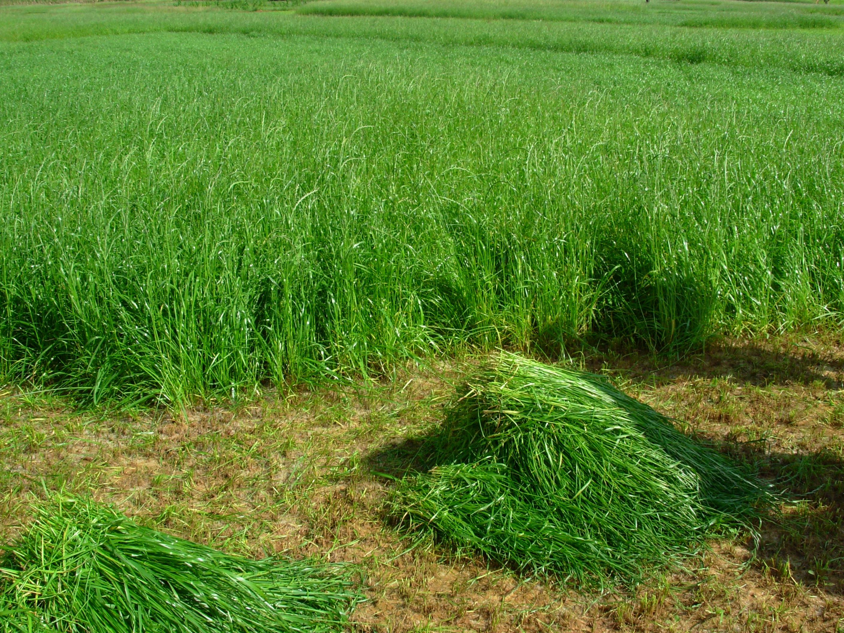 养牛、羊种植什么牧草好？怎样种植利用？