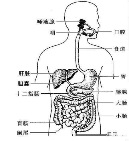 人体肠子分布图及说明图片