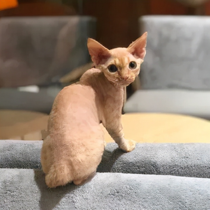 「探GAI」沈阳，那些正被猫治愈的年轻人