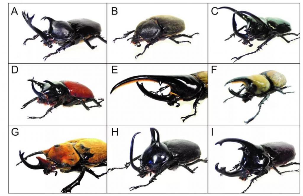 甲虫的种类图片及名称图片