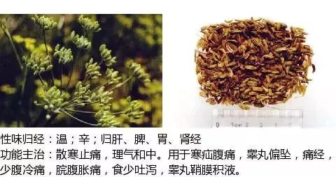 300个中草药图谱（附主治功效），知道一半就太牛了（上）