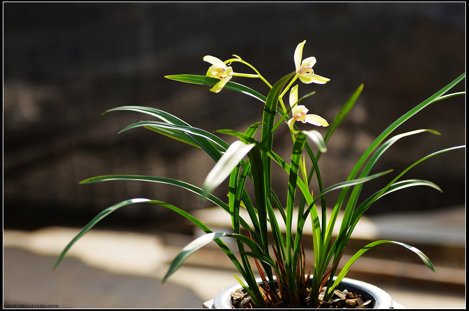 中国兰花是我国特有的一种花卉,它四季常青,恬静,高雅.