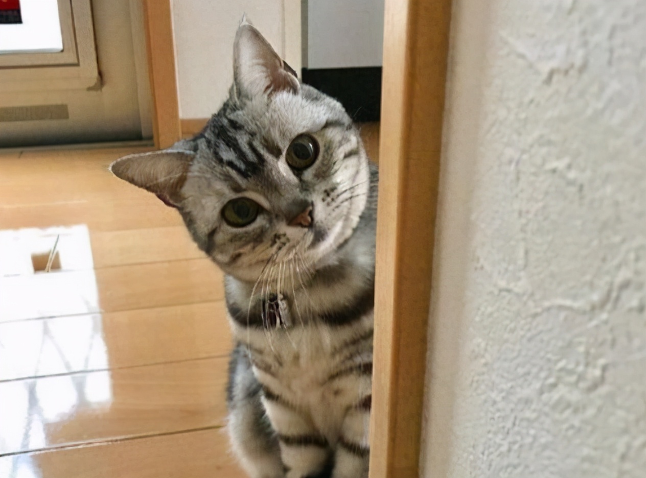 “蠢猫”的表现，你家猫咪占了几条？