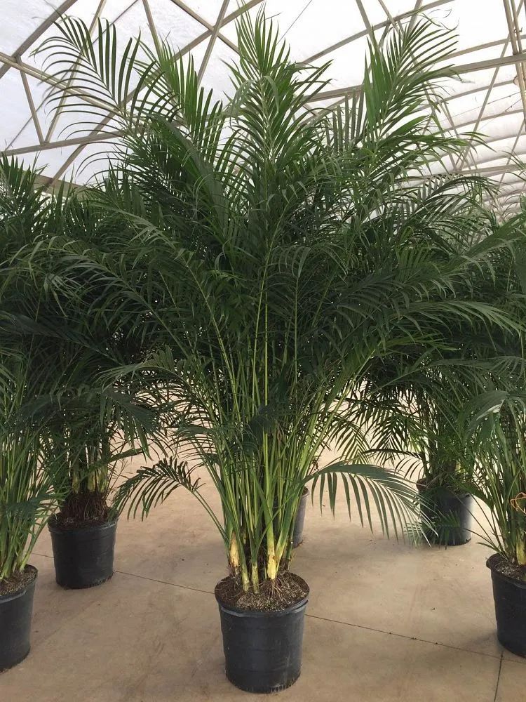 棕树图片大全（五种极具热带风格的植物盘点）