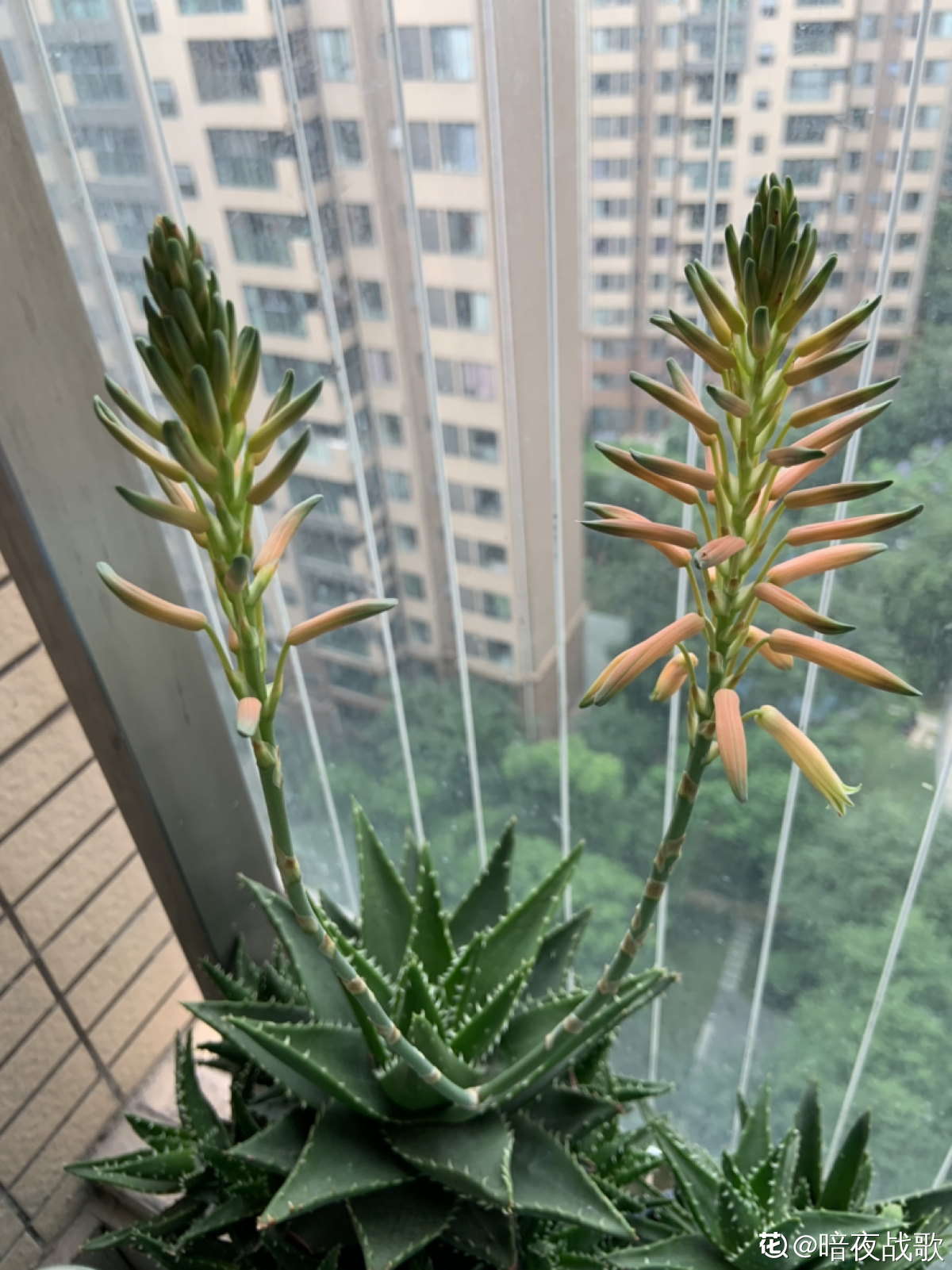 阳台上种芦荟影响风水吗_达一风水网