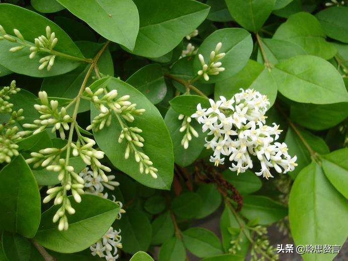 女贞诗词精选八首 女贞花白草迷离，江南梅雨时