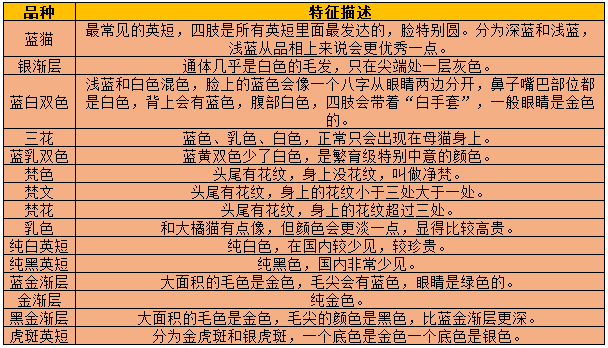 英短到底应该怎么挑？2张图看懂英短品相鉴定