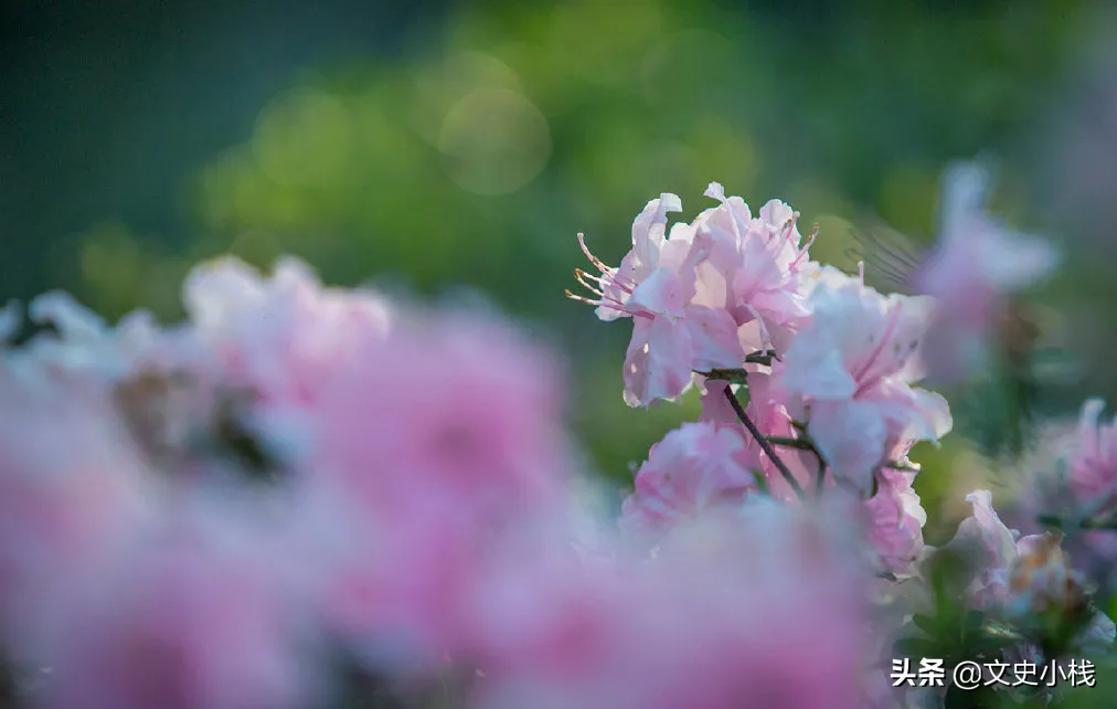 人间芳菲未尽，花海醉游人