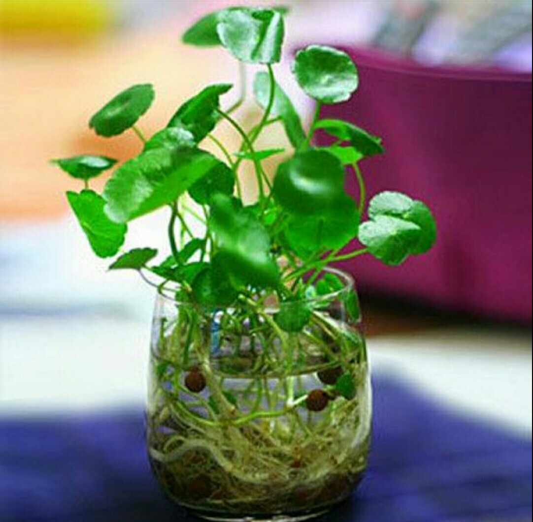 水培植物换水,要注意以下几个事项