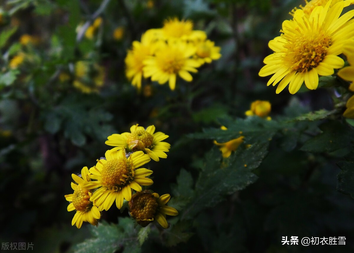 清美明快初冬古诗五首：红叶已飘千万点，菊花犹著郁金衣