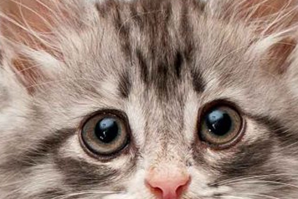 猫咪哭泣是受了委屈？别逗了！猫主需警惕导致猫咪流泪的真实原因