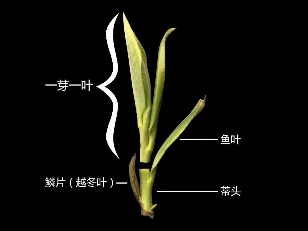 第三期：常说的一芽两叶、茶梗是什么意思