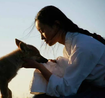 美女画家拼命救狼养狼助其重返狼群，与狼共舞，十年后感人重逢