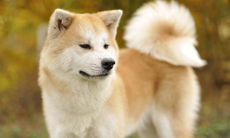 什么狗最聪明最忠诚？中国的狗狗也不容小觑