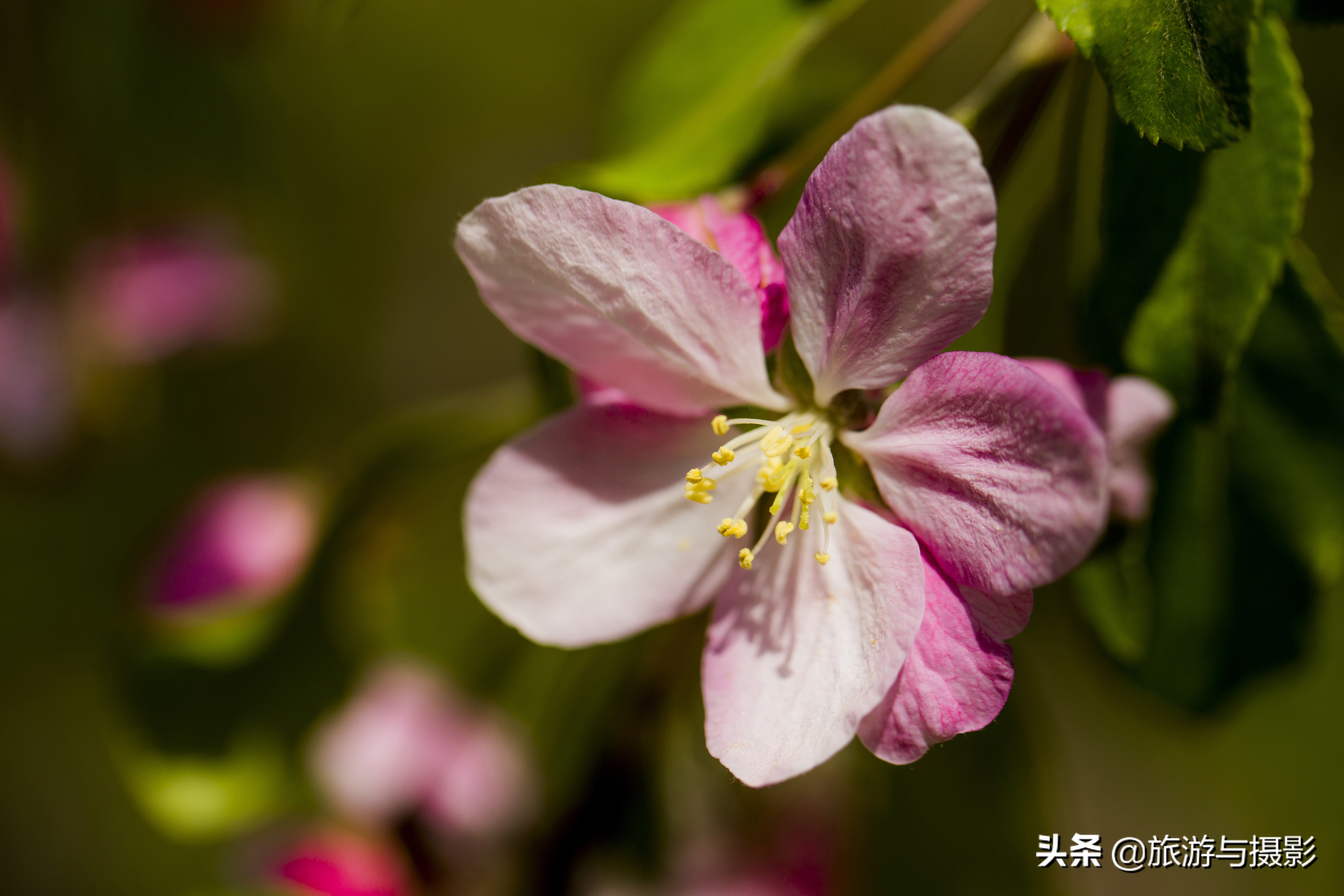 海棠花古诗美图38首