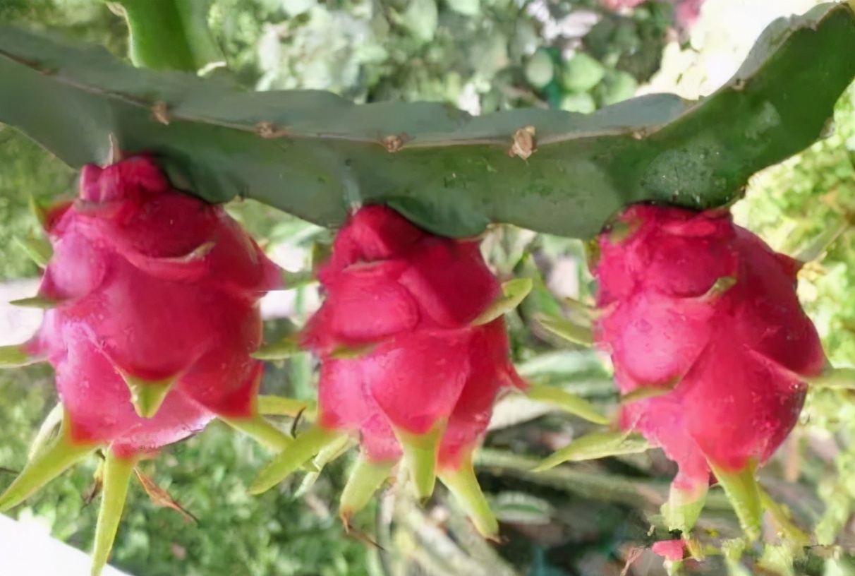 火龙果树是什么样的盆栽火龙果也能开花结果没错只需做3步就能挂满大