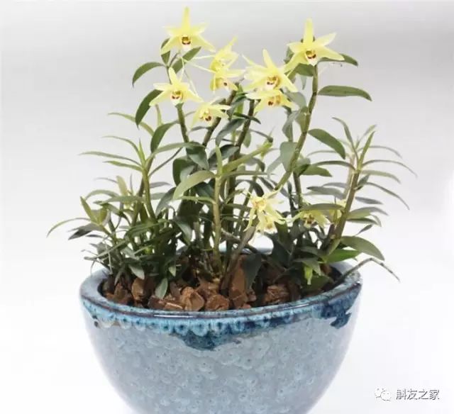 种石斛兰的植料，原来这样配比种一盆活一盆…