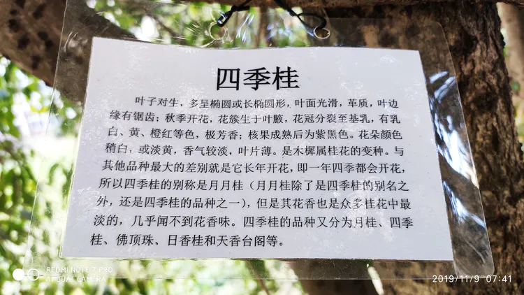 陪你一起看湖北省广水一中①——走进植物王国
