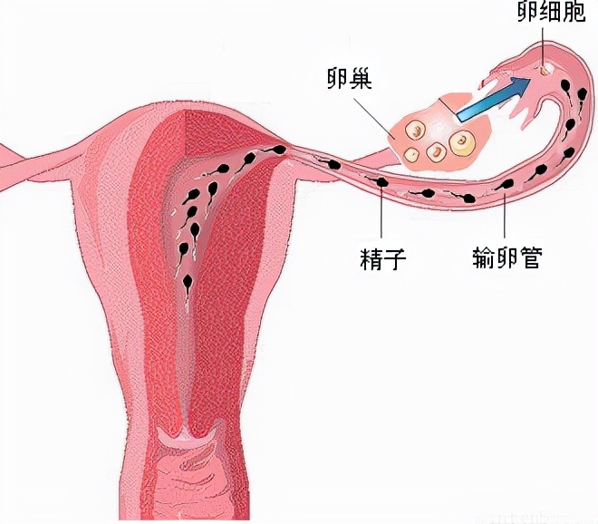子宫长什么样图片，正常子宫位置详解？