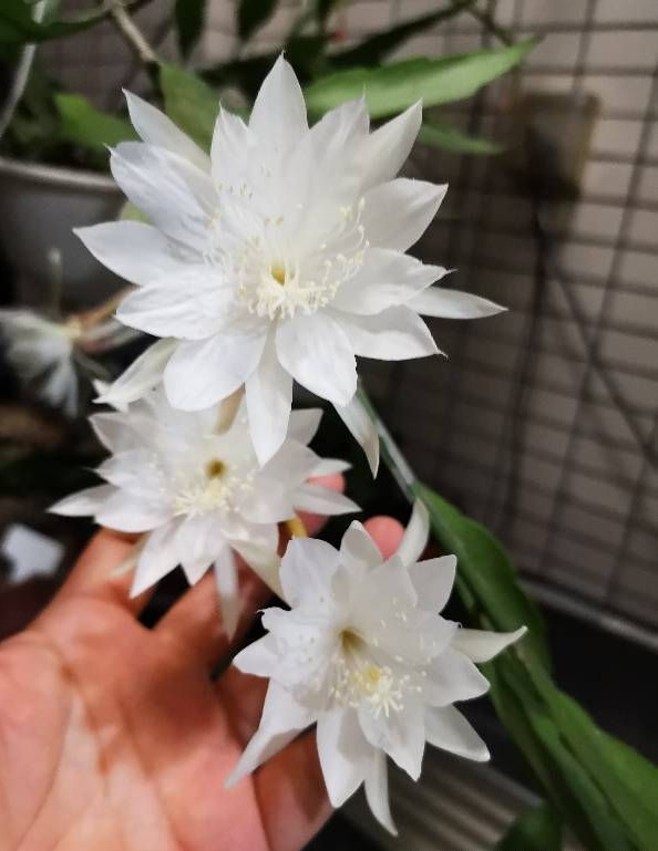 小叶昙花什么时候开花（小叶昙花百度百科）