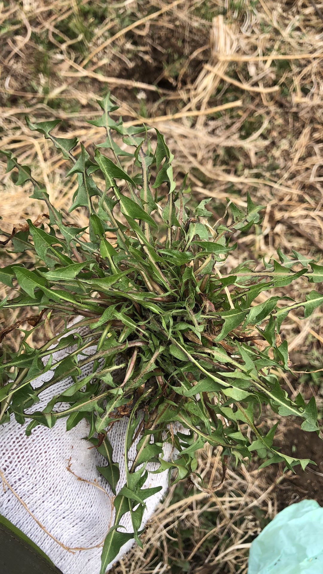 婆婆丁在治疗各种热毒疾病方面效果显著,其中肝热治疗效果明显,对于