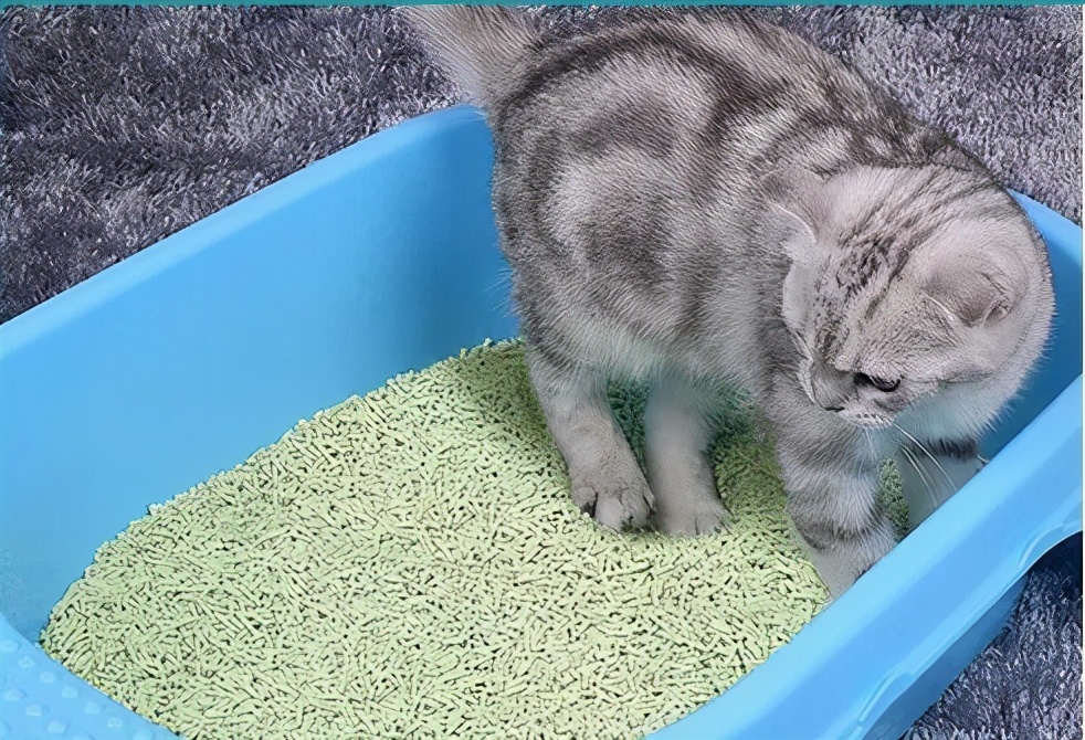 贫民女孩养猫｜月均300元养好一只猫