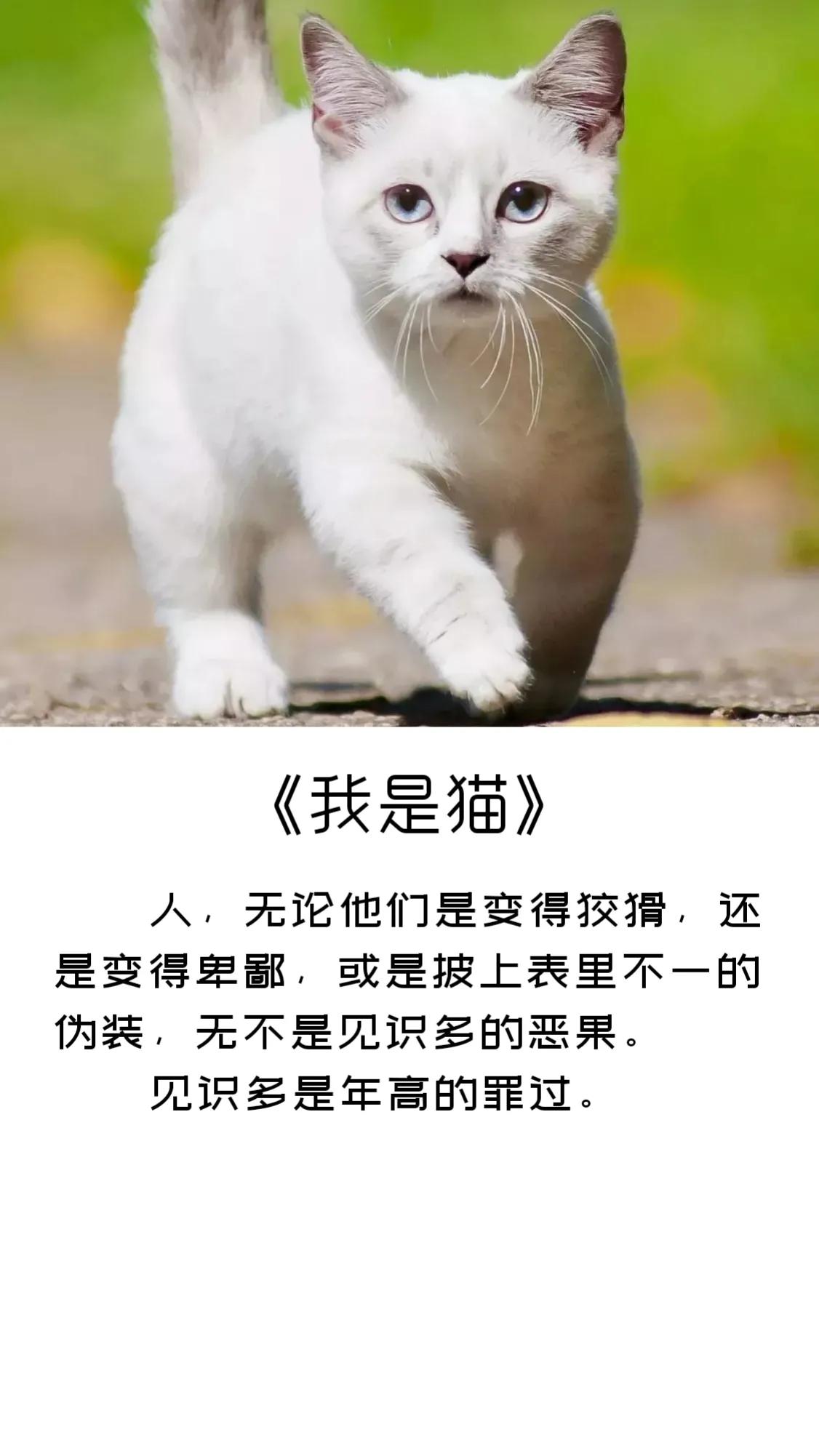 《我是猫》精彩句子摘录