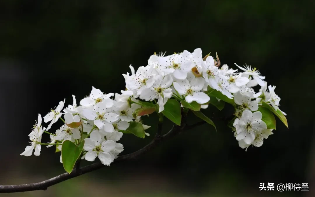 诗词摄影，如何拍摄“梨花淡白柳深青，柳絮飞时花满城”的意境？