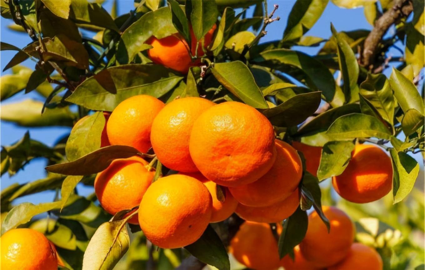 南丰蜜桔收购价下跌,今年会不会出现滞销?