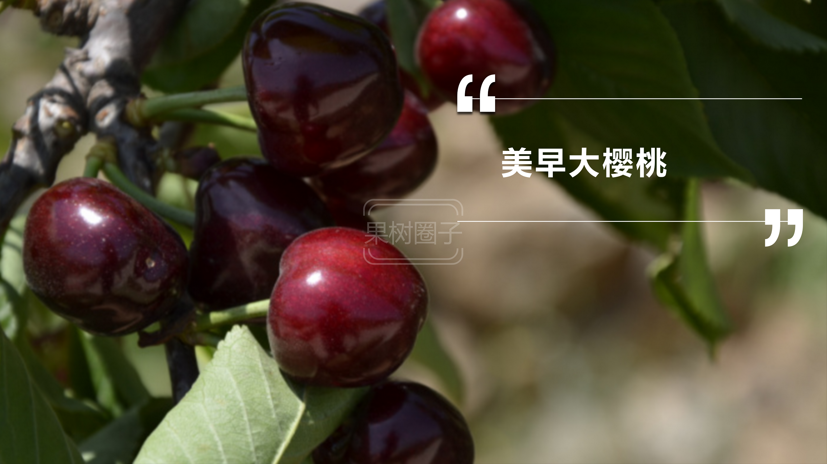 车厘子进入我国已经150年了，150年来，它都经历了什么？