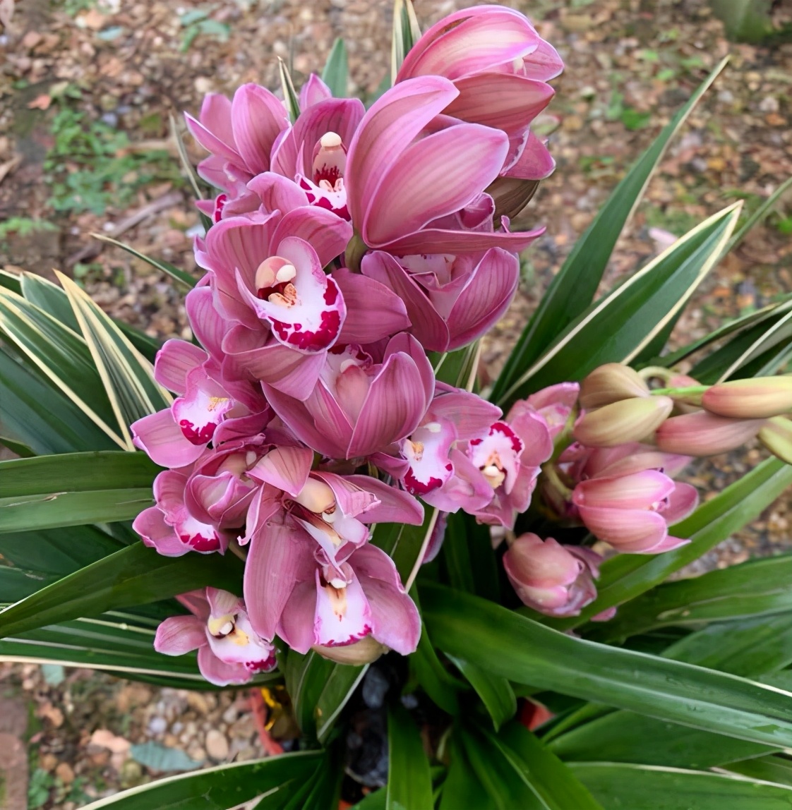 兰花的图片(兰花的图片简笔画)