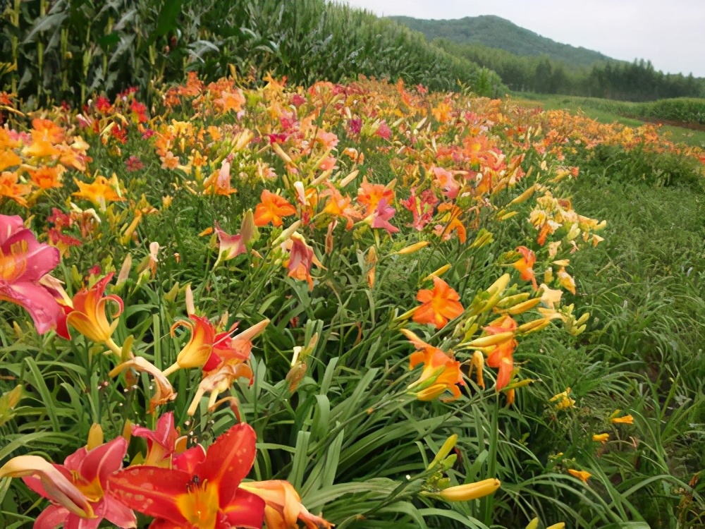 宿根花卉有哪些（浅谈6种宿根花卉好看好养）